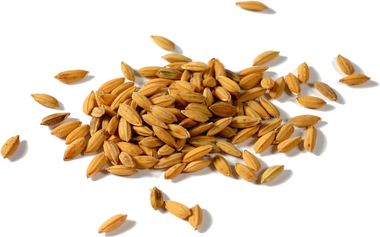 Rice Gadu Paddy Field Seed Rice Huller Paddy Png Full Size Png